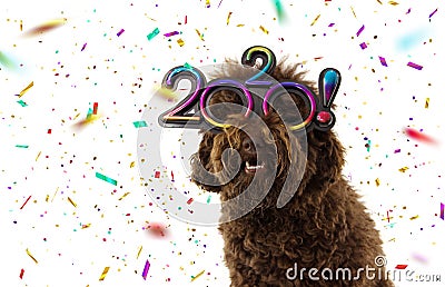 Funny dog new year 2020 wearing text grasses. isolated on white background with confetti falling Stock Photo