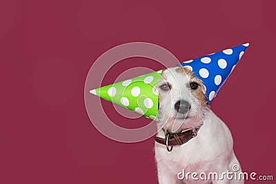 FUNNY DOG PARTY HAT. JACK RUSSELL CELEBRATING A BIRTHDAY,NEW YEAR OR ANNIVERSARY. ISOLATED STUDIO SHOT AGAINST PINK BACKGROUND Stock Photo