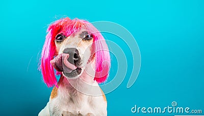 Funny dog in pink wig. waiting for a delicious meal foog licking. Blue background Stock Photo