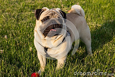 A funny dog pug mops brings happy over the meadow with a red ball Stock Photo