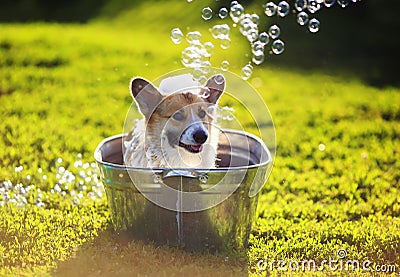 Funny dog puppy Corgi washes in a metal bath and cools outside in summer on a Sunny hot day in shiny foam bubbles Stock Photo