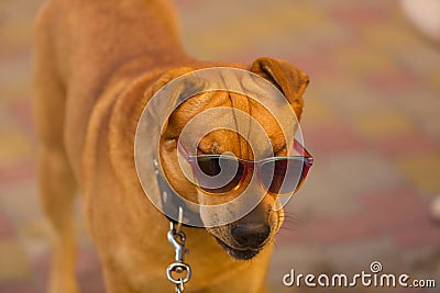 Funny dog in red sunglasses in summer day Stock Photo