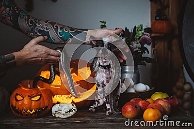 Funny dog selebrates Haloween with snakes and pumpkin Stock Photo