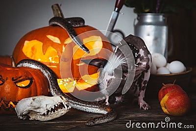 Funny dog selebrates Haloween with snakes and pumpkin Stock Photo