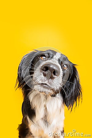 Funny dog with shocked and curious face expression. Isolated on yellow background Stock Photo