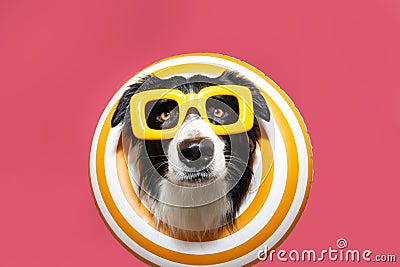 Funny dog summer inside of a yellow infltable ring. Isolated on pink flamingo background Stock Photo