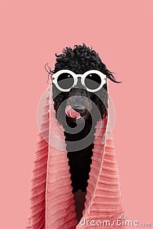 Funny dog summer. Poodle wrapped with a towel licking its lips with tongue. Isolated on pink pastel background Stock Photo