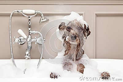 Funny Dog Taking Bubble Bath Stock Photo