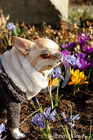 Cheerful dog in the colors of the spring day Stock Photo