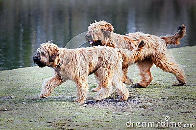 Funny dogs frolicking in the park Stock Photo