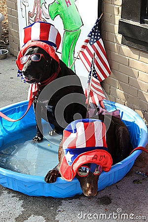 Funny dogs with sunglasses and hats at Richmond Watermelon festival. Editorial Stock Photo