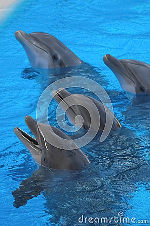 Funny Dolphins , digital photo image Stock Photo