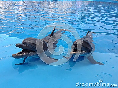 Funny Dolphins Stock Photo