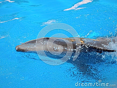Funny Dolphins Stock Photo