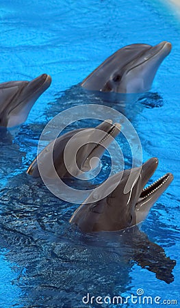 Funny Dolphins Stock Photo