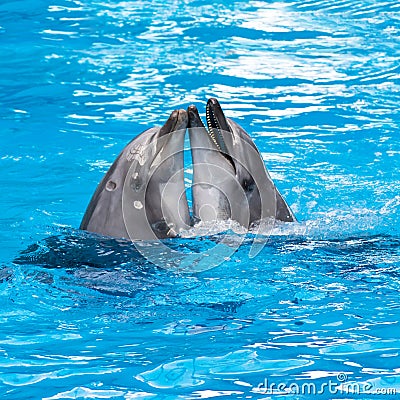 Funny dolphins in the pool during a show Stock Photo