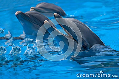 Funny dolphins in the pool Stock Photo