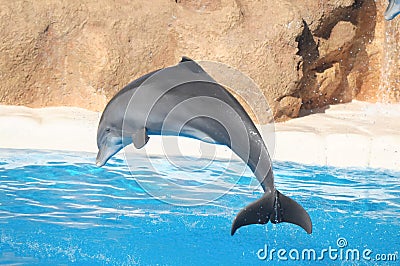 Funny Dolphins Stock Photo