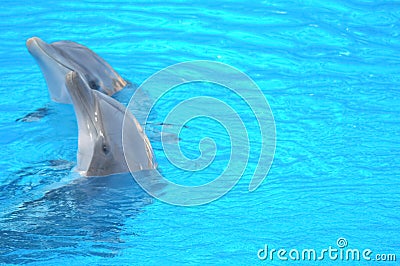 Funny Dolphins Stock Photo