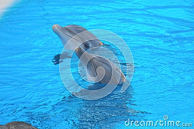 Funny Dolphins Stock Photo