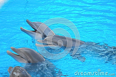 Funny Dolphins Stock Photo