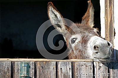 Funny Donkey Stock Photo