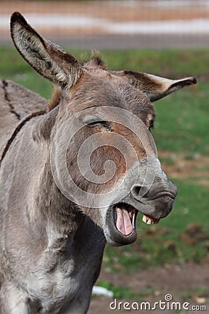 Funny Donkey Stock Photo