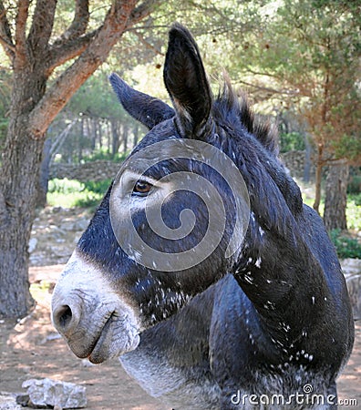 Funny donkey Stock Photo