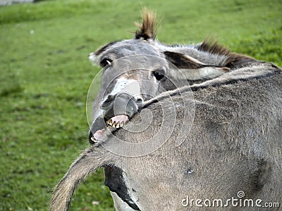 Funny Donkey Stock Photo