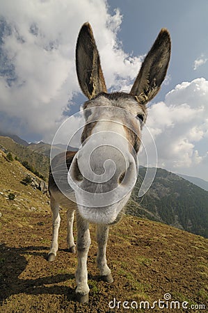 Funny Donkey, Equus africanus asinus Stock Photo