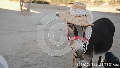 Mexico Donkey Show Footage