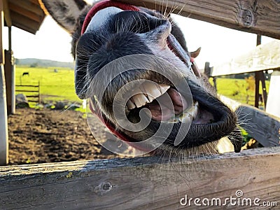 A funny donkey making a face through a fence Stock Photo