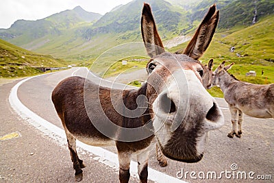 Funny donkey on road Stock Photo