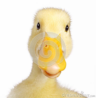 Funny duck Stock Photo