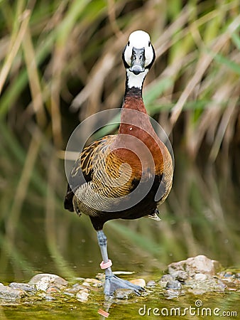 Funny duck Stock Photo