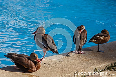 Funny duck group on pool on summer Stock Photo