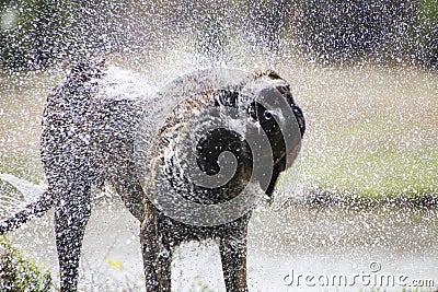 Dog shaking off water after a bath or swim Stock Photo