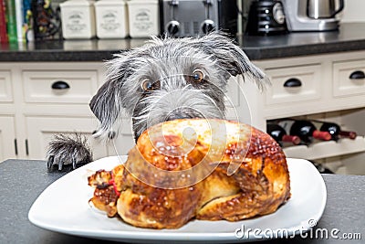 Funny Excited Dog Stealing Food From Counter Stock Photo