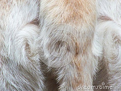 textured frame of the furry back of a labrador dog Stock Photo