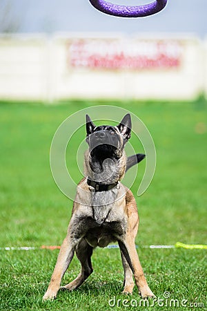 Funny face Belgian Shepherd catching puller toy Stock Photo