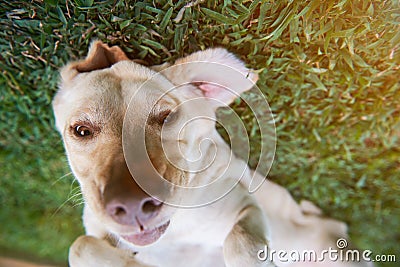 Funny face of brown labrador dog Stock Photo