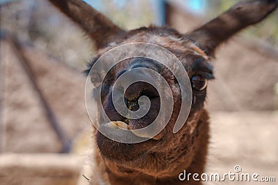 Funny face of brown llama in close-up Stock Photo