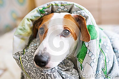 Funny face of cute Jack Russell dog wrapped up in red warm blanket. Young dog under blanket on couch looking happy cute Stock Photo