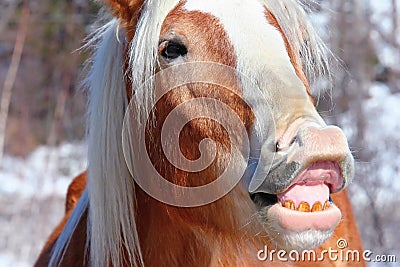 Funny Face Horse Stock Photo