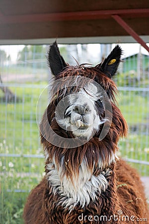 Funny face of llama with crooked teeth close up Stock Photo