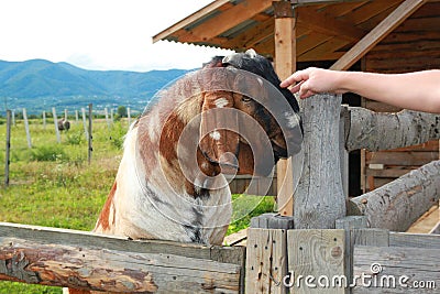 Funny face Nubian goat, Brown goat. Brown goat portrait in contact zoo Stock Photo