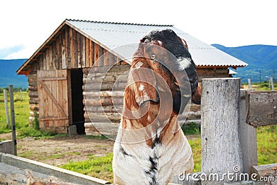 Funny face Nubian goat, Brown goat. Brown goat portrait in contact zoo Stock Photo