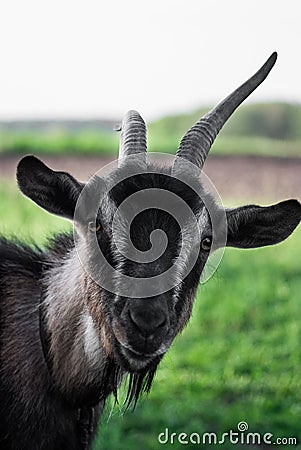 funny face small goat, Brown goat, Domestic goat, Brown goat portrait Stock Photo