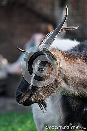 funny face small goat, Brown goat, Domestic goat, Brown goat portrait Stock Photo