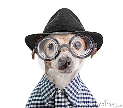 Funny fashionable stylish trendy dog portrait in round glasses, black hat and checkered shirt. White background Stock Photo
